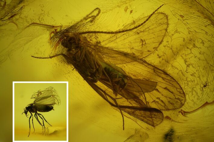 Fossil Caddisfly (Trichoptera) & Fly (Diptera) in Baltic Amber #145443
